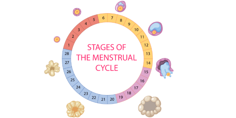 Phases of menstrual cycle